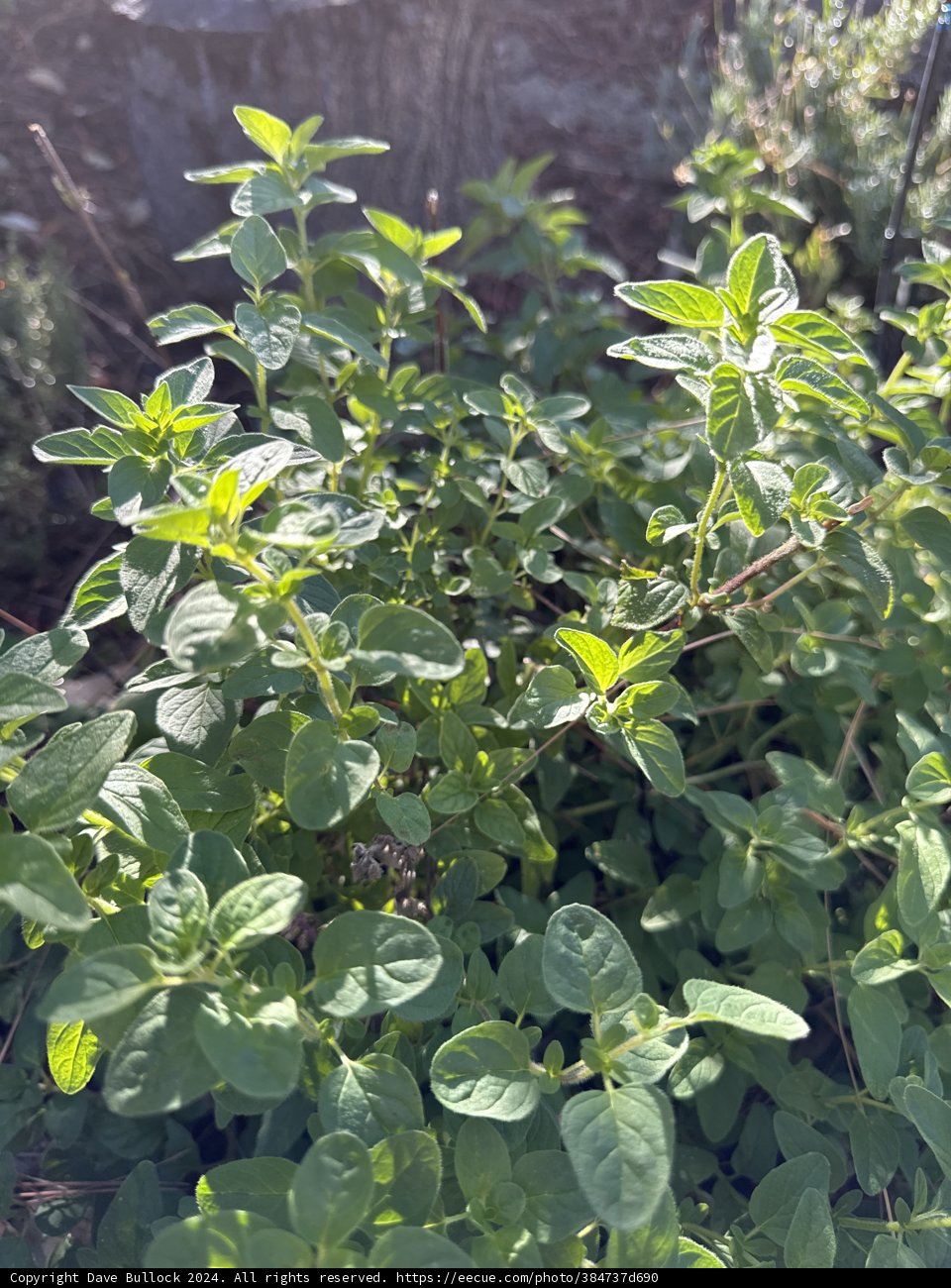 Minty Marvels in the August Sunshine