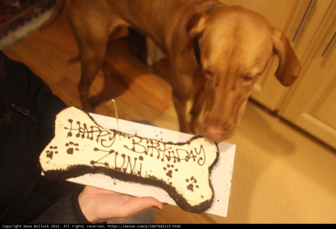 A Birthday Treat for a Furry Friend