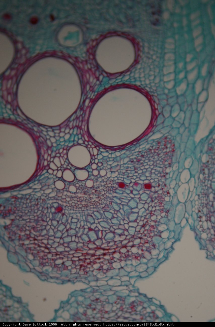 A Kaleidoscope of Plant Cells