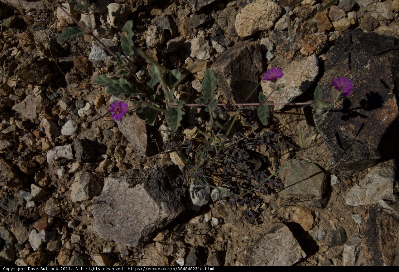 Tiny Purple Blossom Braving the Rough Terrain