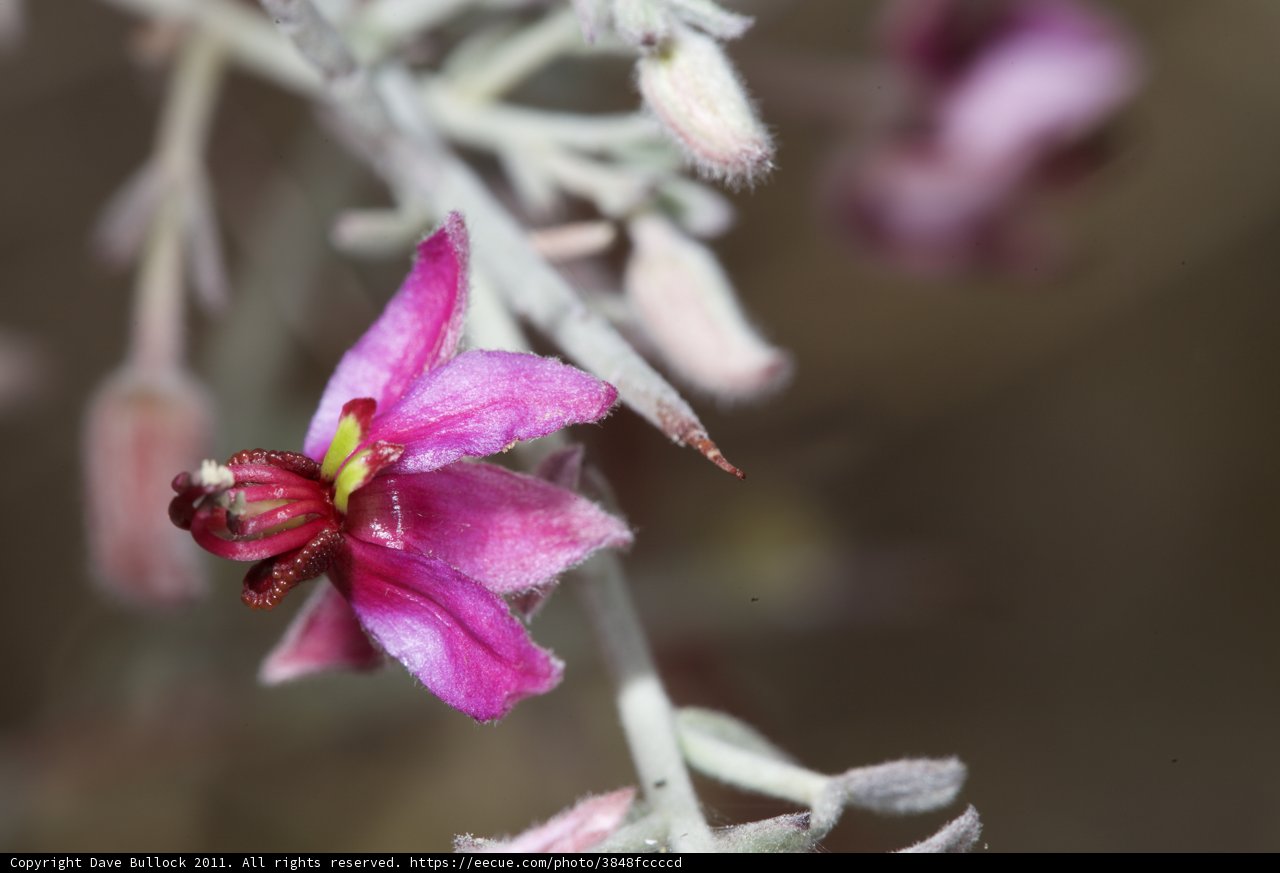 Pink Geranium Bloom