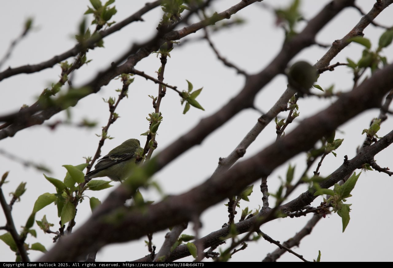 A Quiet Perch