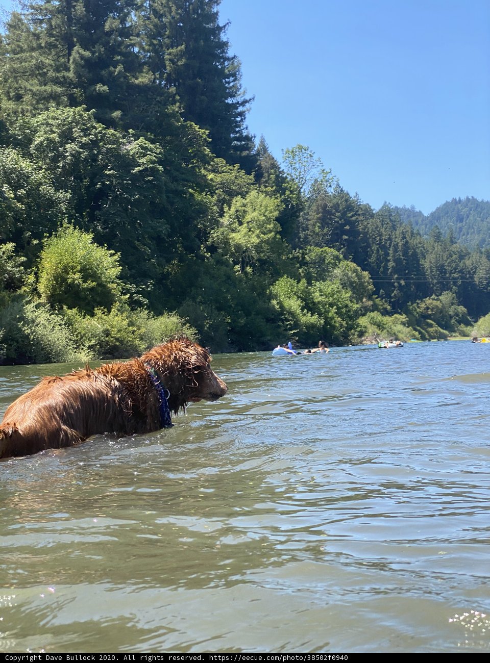 Summer Swim with Man's Best Friend