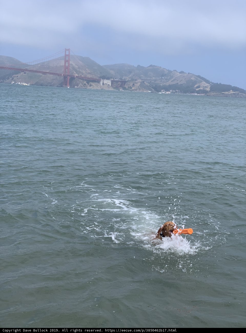 Dog days by the Golden Gate