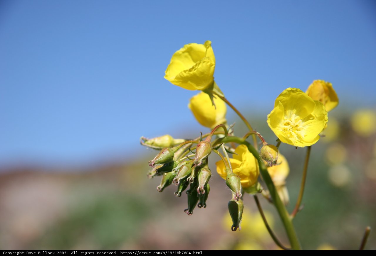 Wild Geraniums in Bloom