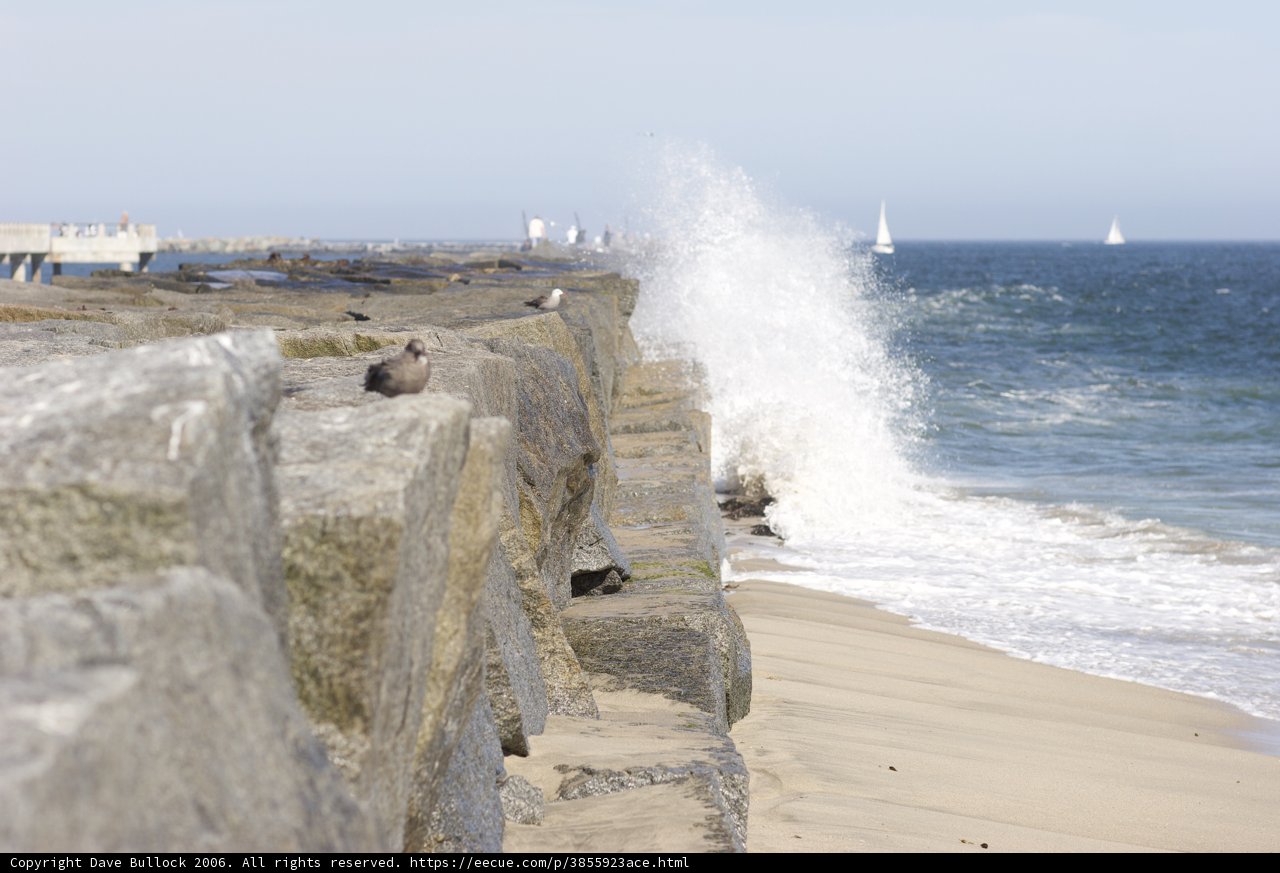 Coastal Birds on a Rocky Promontory