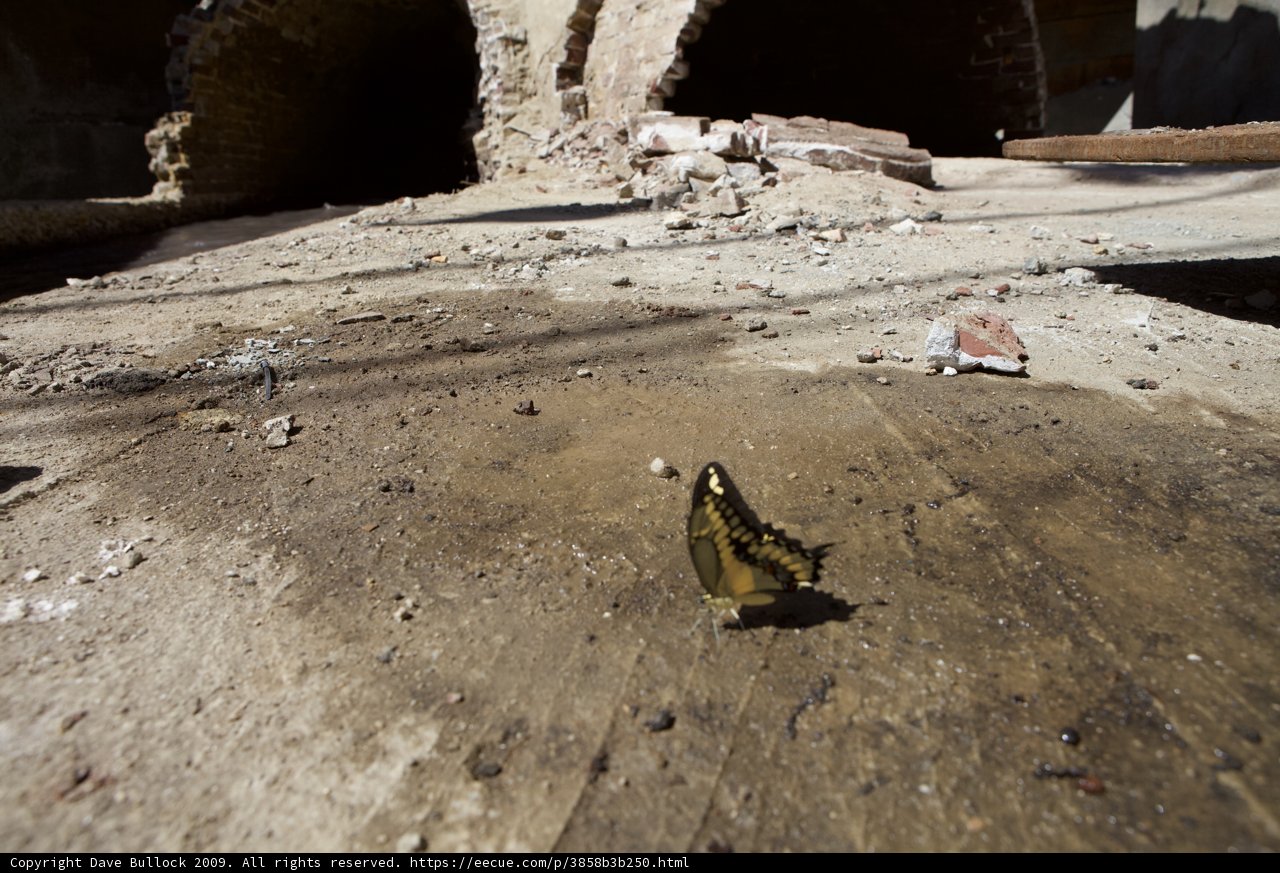 Ground Dwelling Butterfly