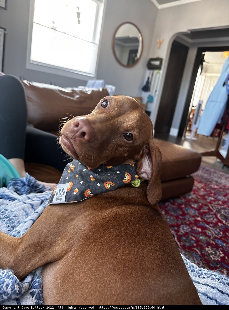 Cozy Canine on the Couch