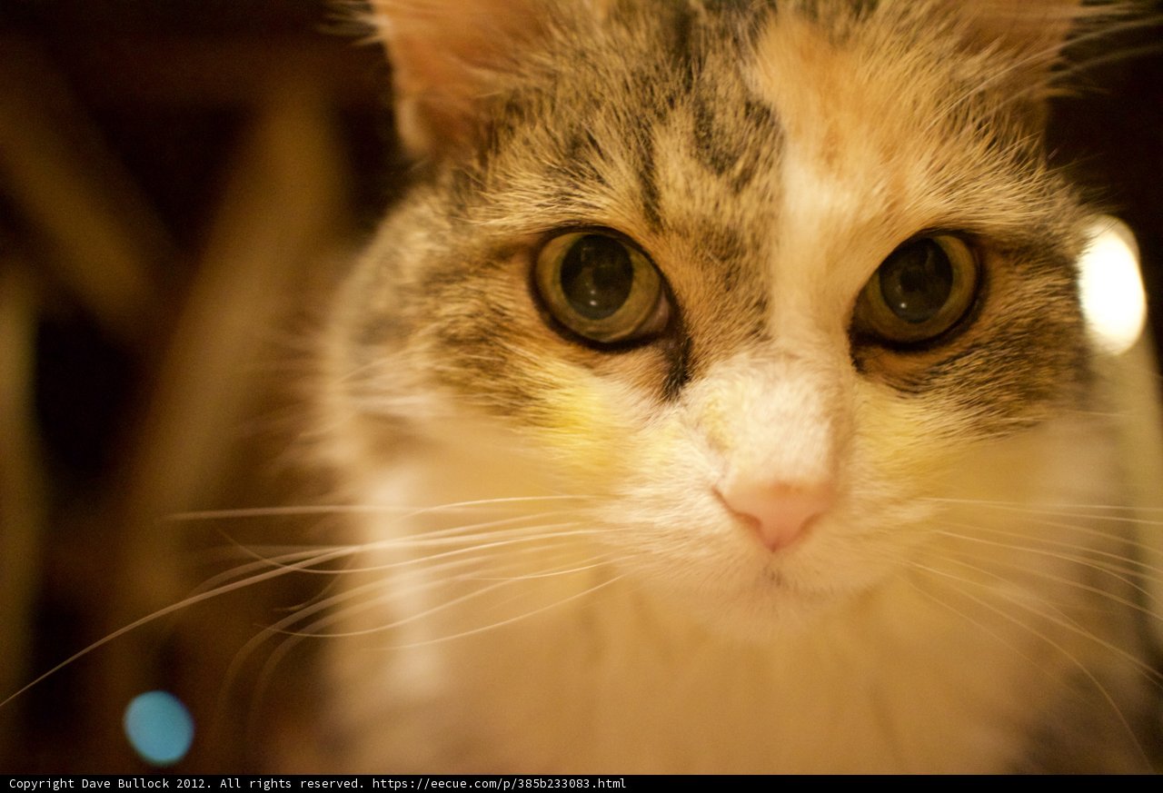 The Inquisitive Abyssinian