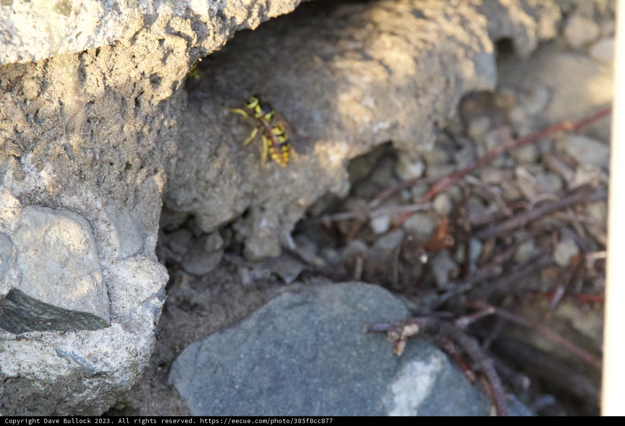 Wasp's Hideaway