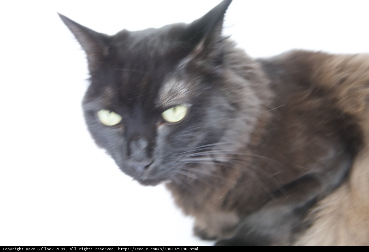 The Enchanting Black Cat