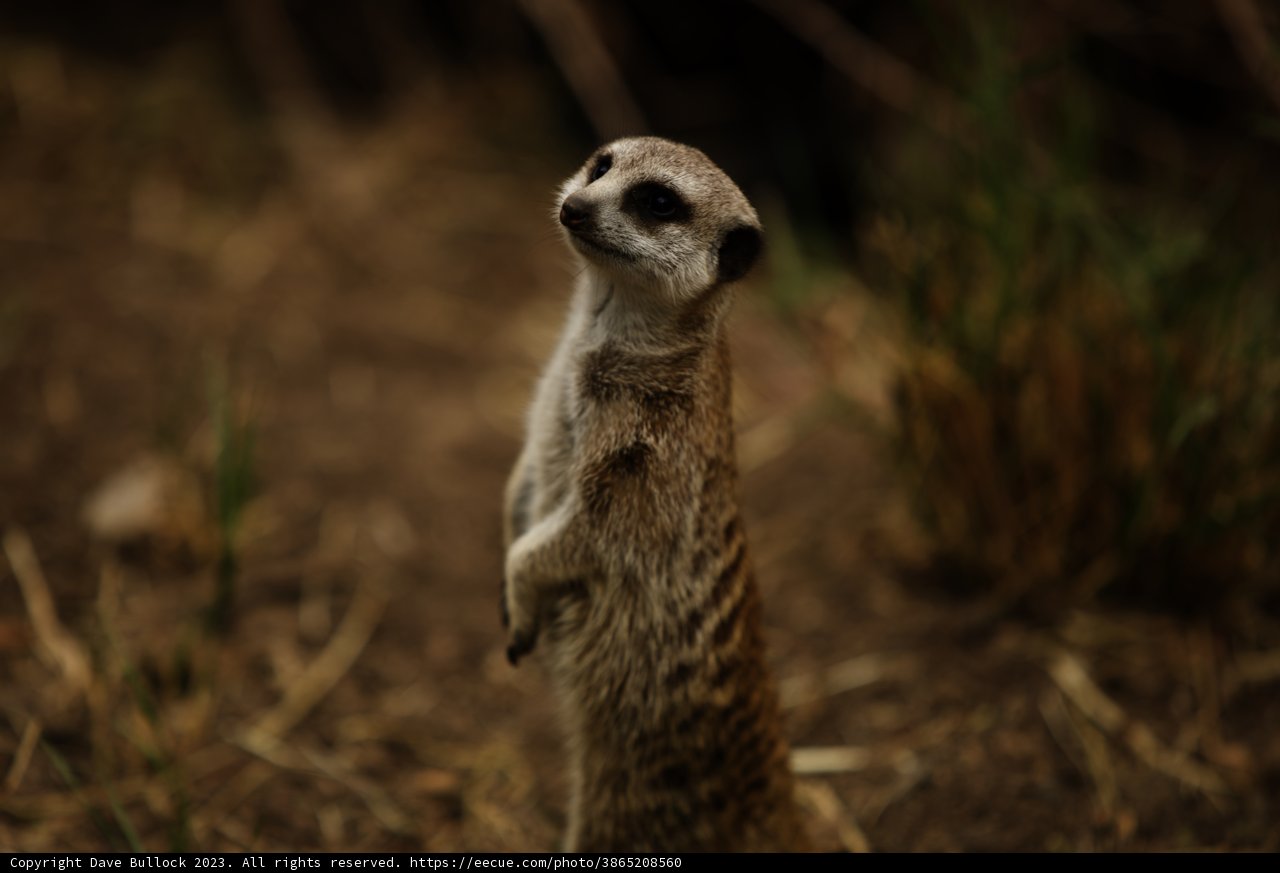Meticulous Meerkat Marvel
