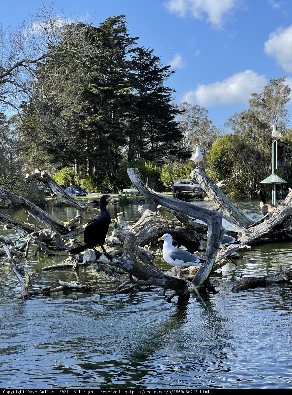 Flock of Birds on a Tree Branch at Stow Lake