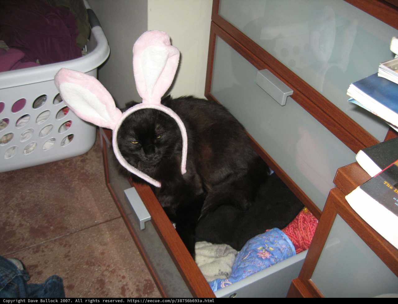 Bunny Ears on a Feline Friend