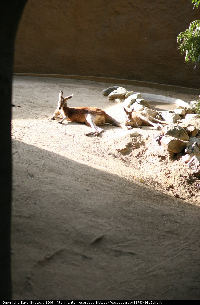 Relaxing Kangaroo
