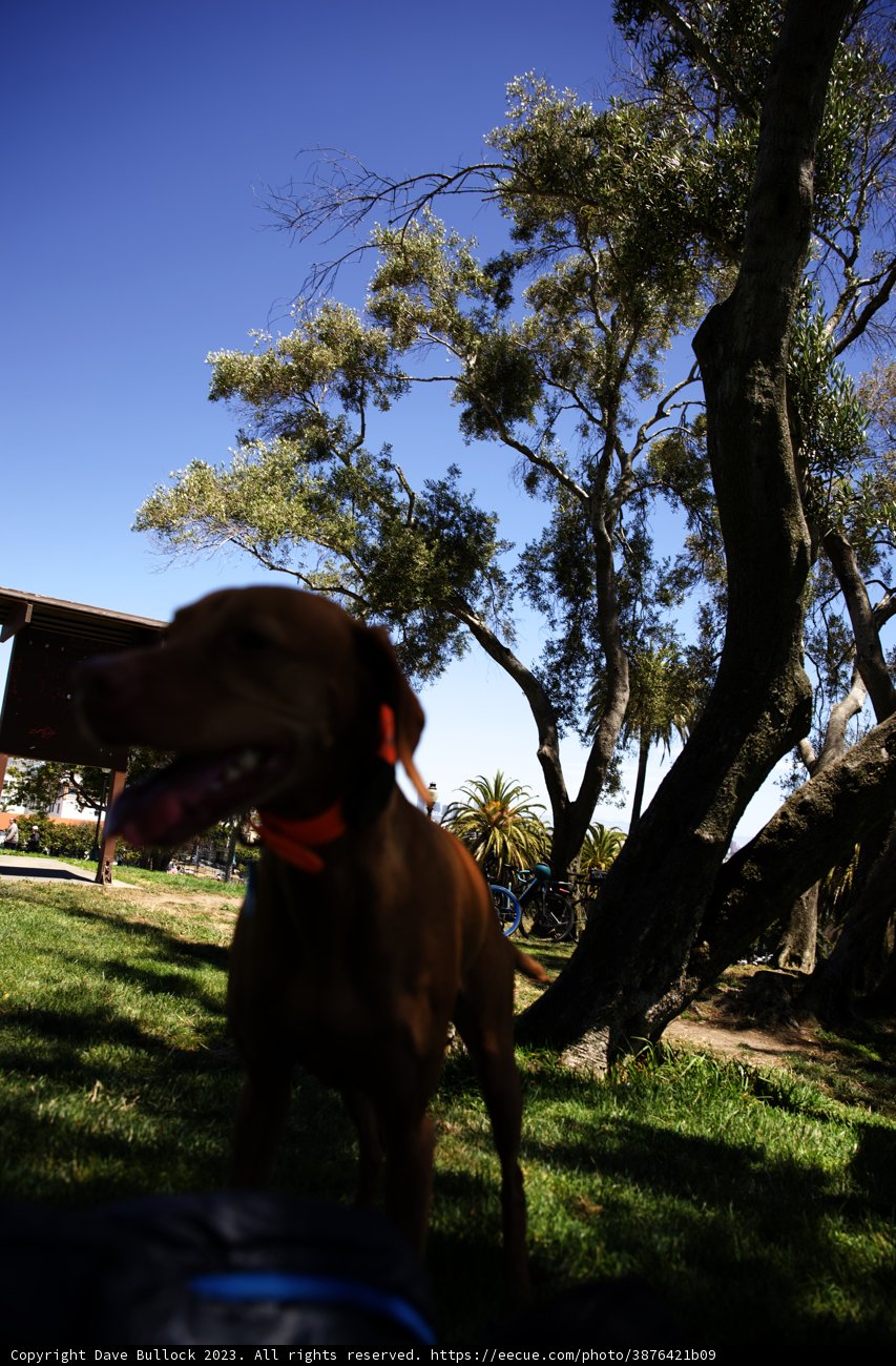 Serenity in Green: A Canine Perspective