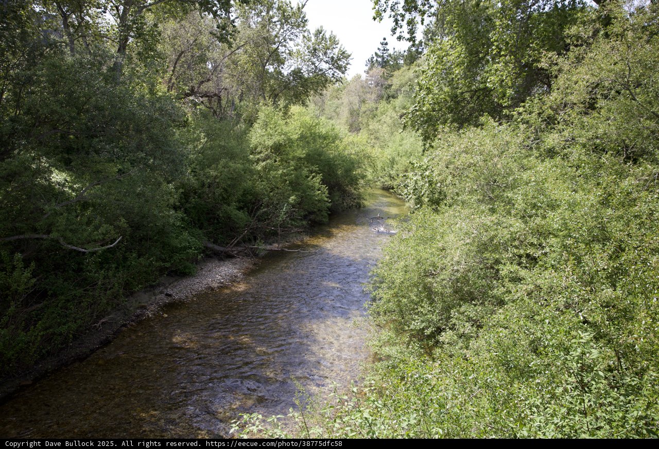Serene Stream at Palo Corona