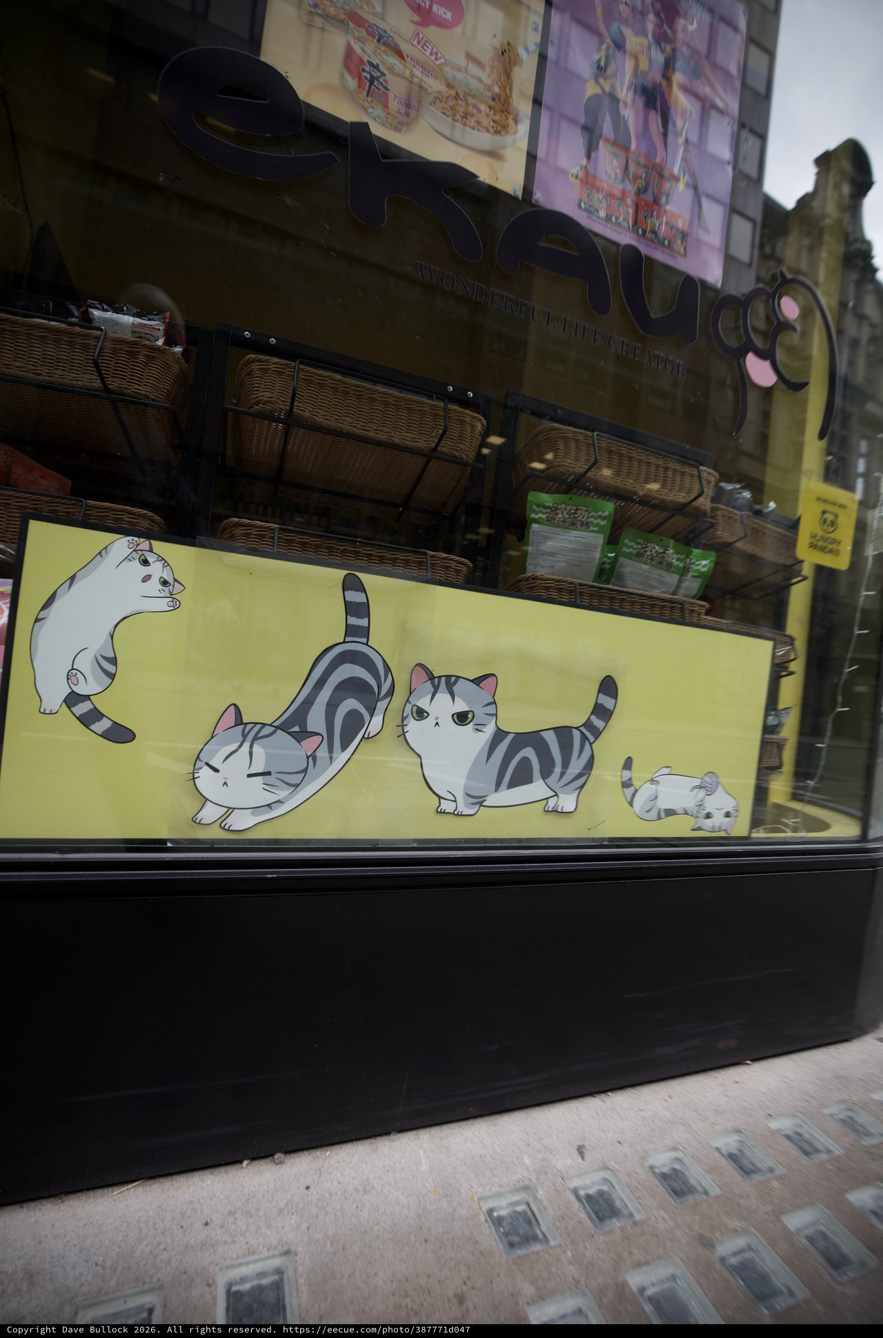 Cat Café Window Display in London Storefront