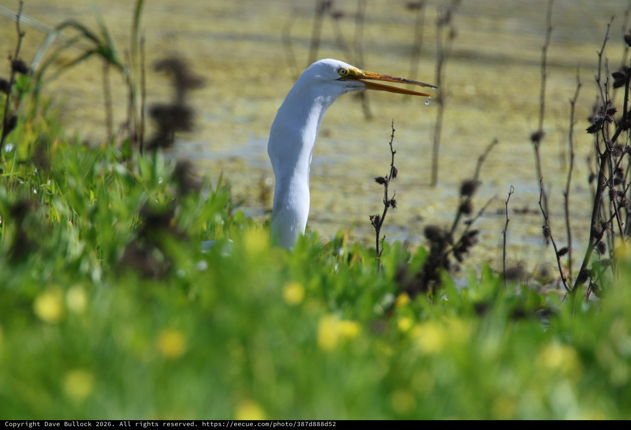 Great Egret Hunting at Water's Edge