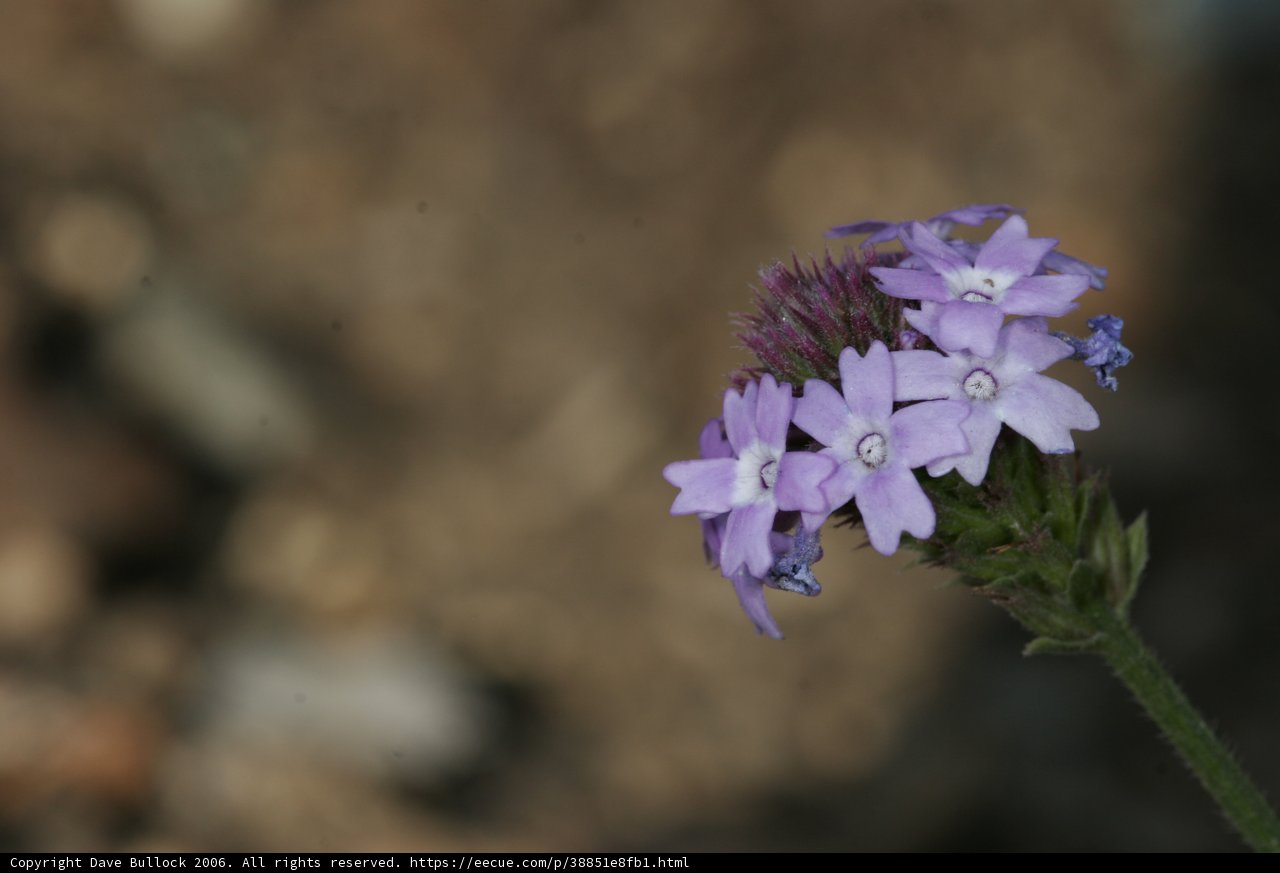 Purple Geranium Flower with White Dots