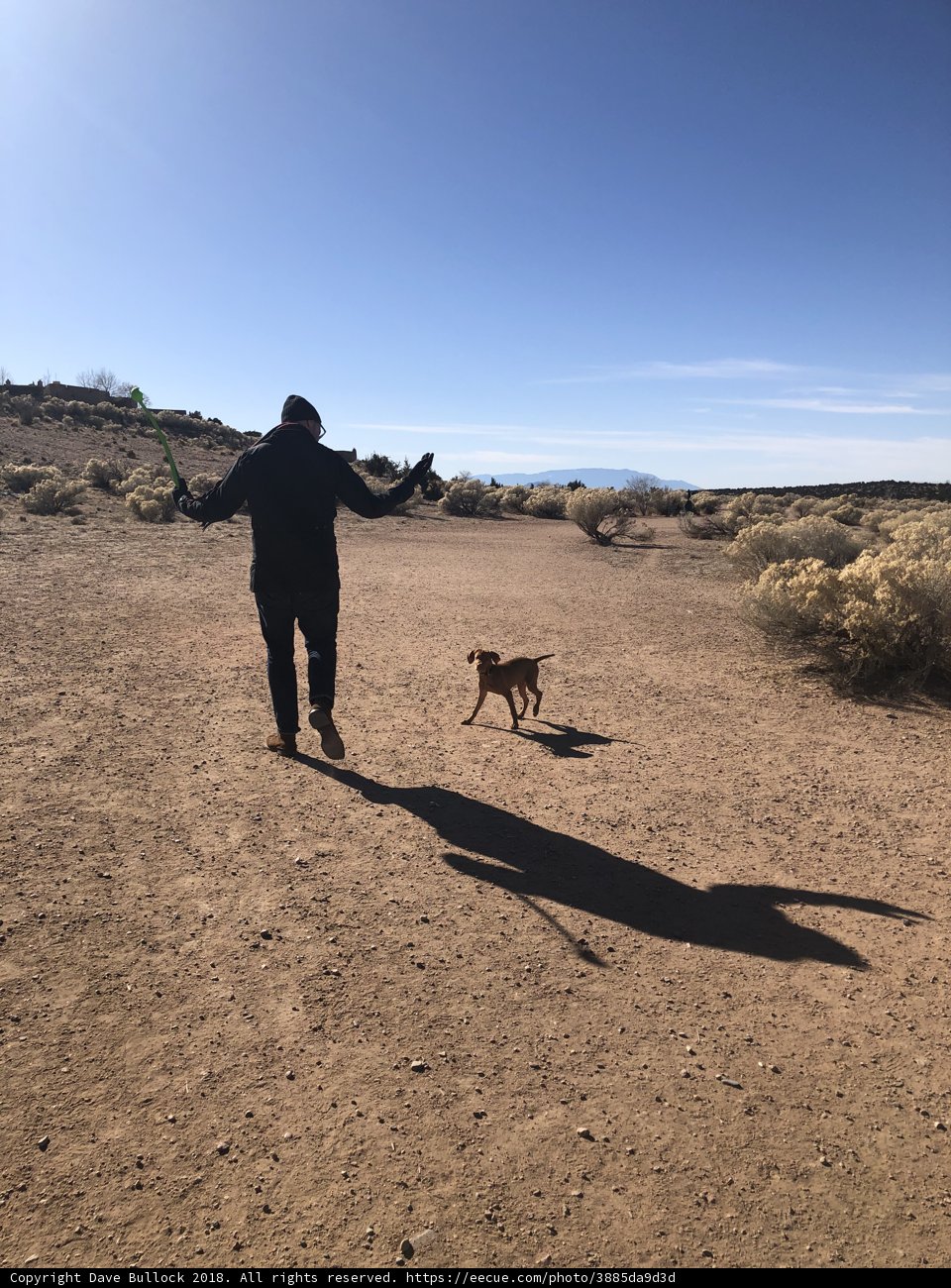 Desert Stroll with My Canine Companion
