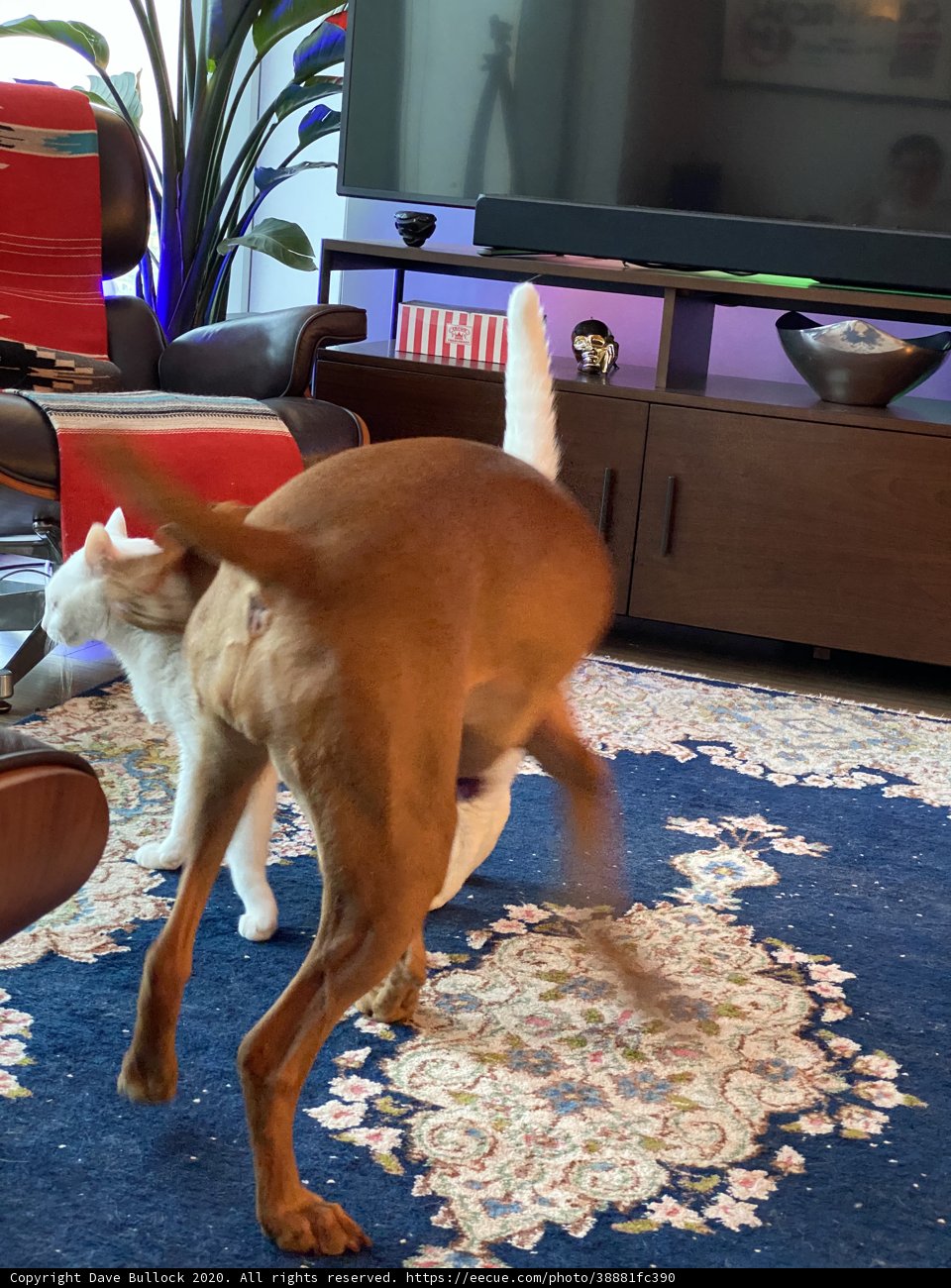 Playtime Pup
