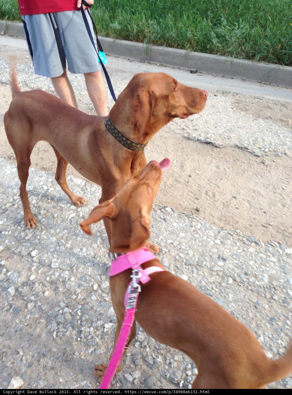 Double Trouble on the Leash