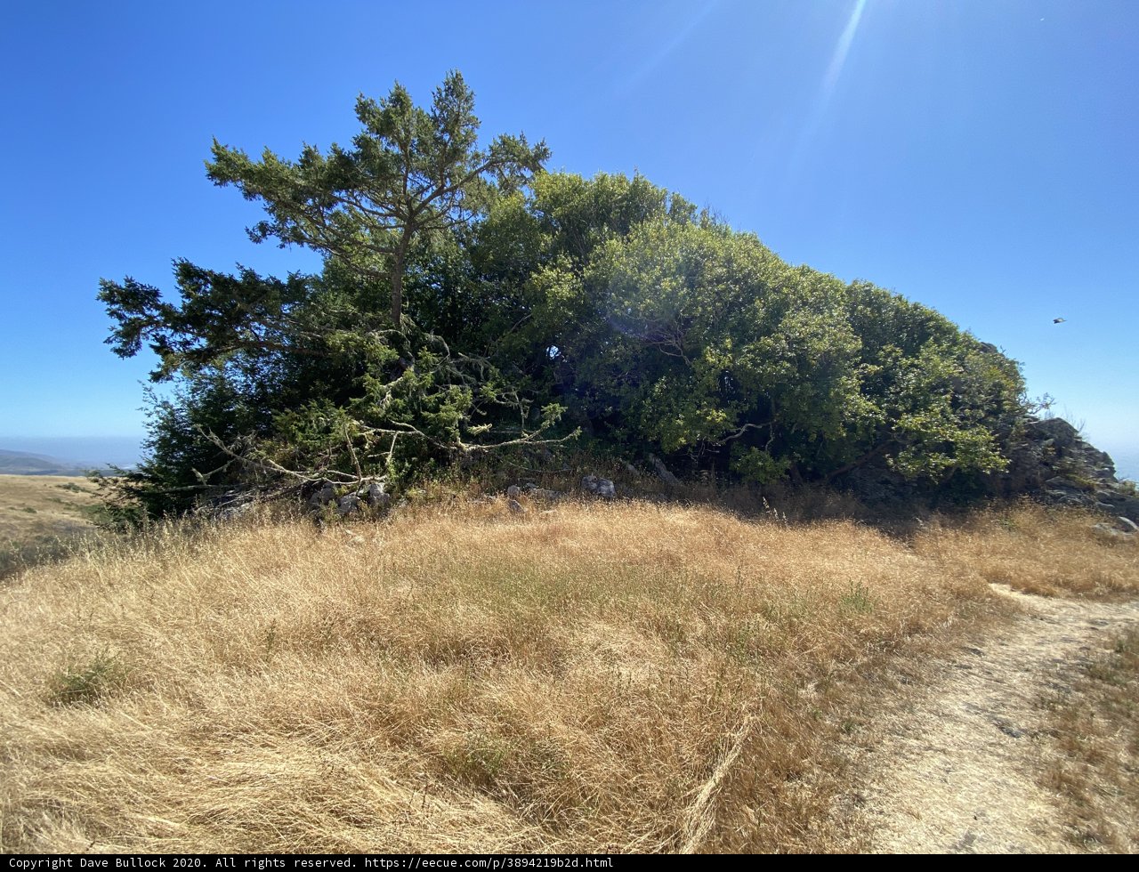 Hilltop Tree Along Trail