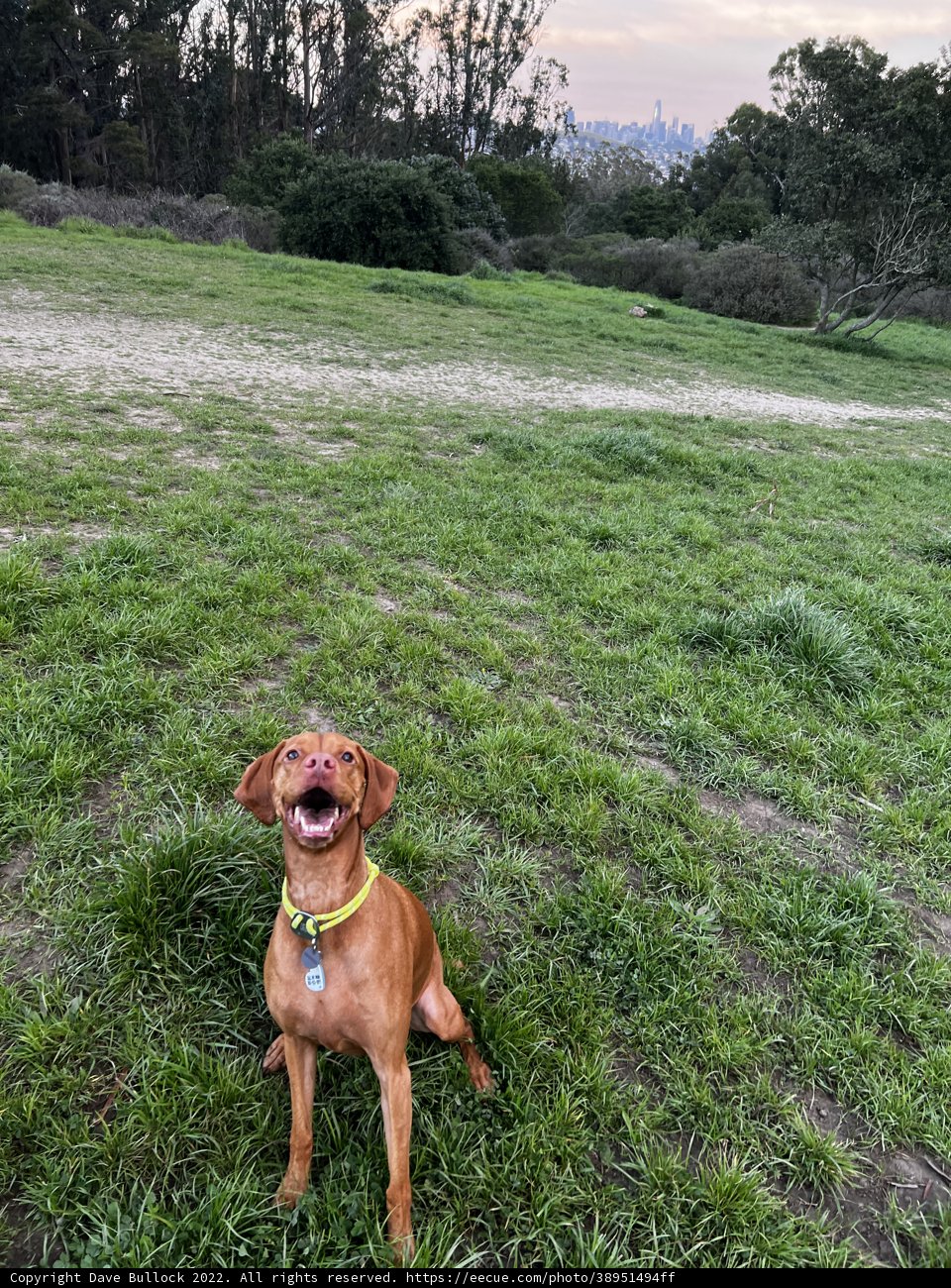City Dog in the Fields