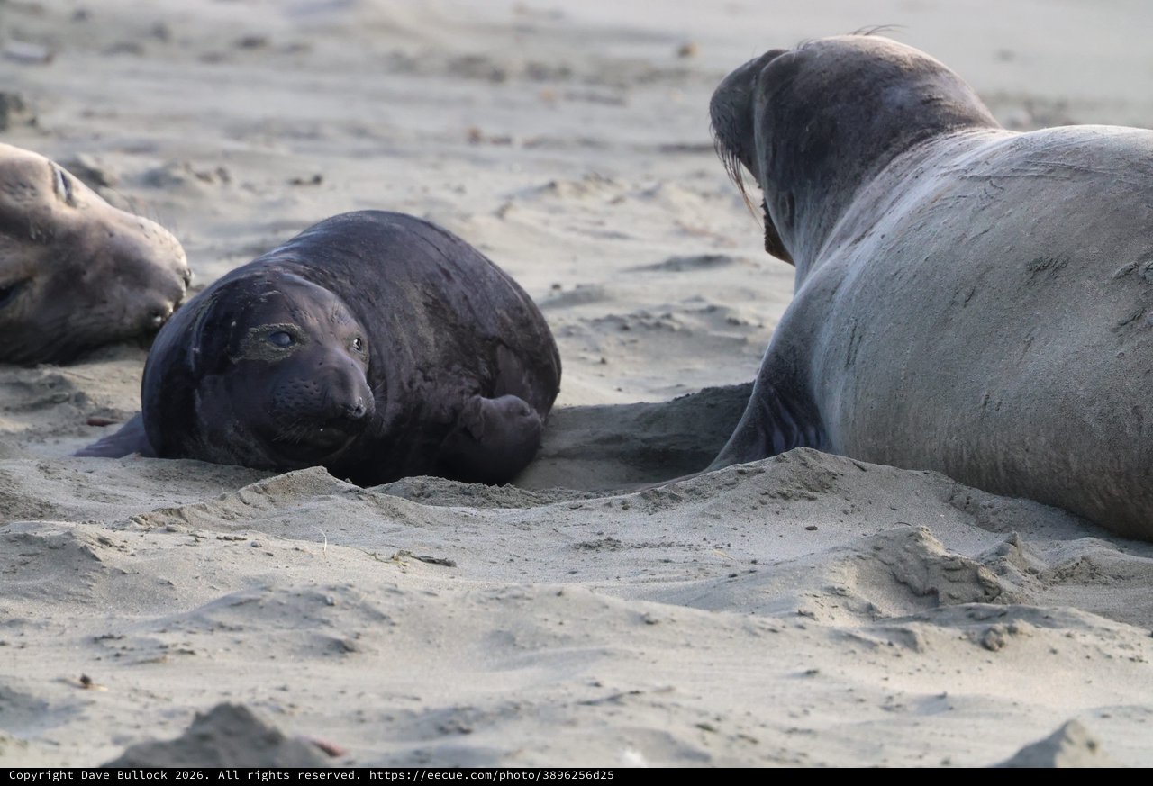 Elephant Seal Pups Resting on Drakes Beach