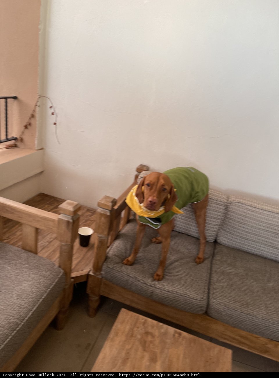 The Stylish Vizsla
