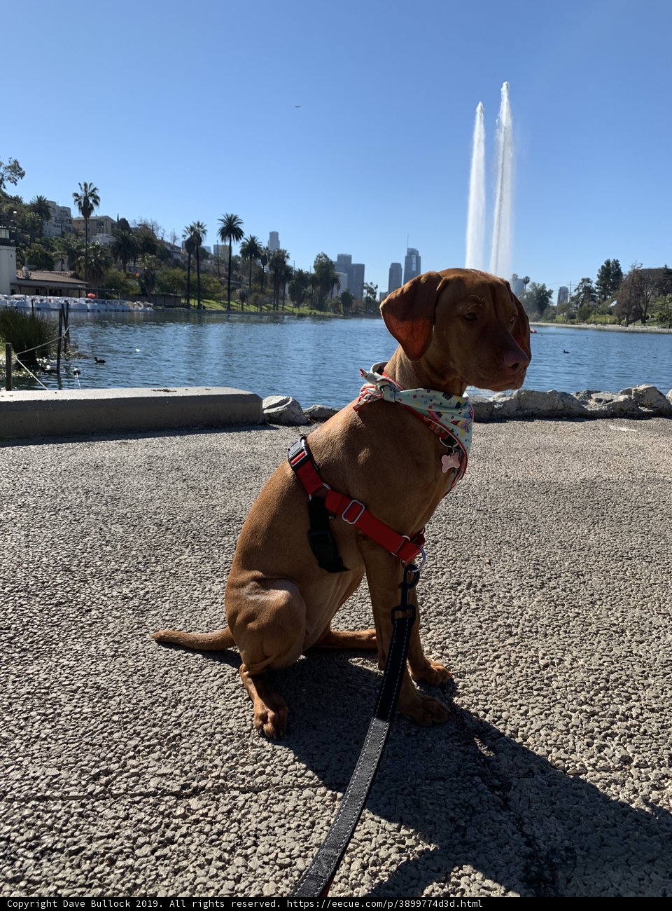 Serene Dog by the Fountain