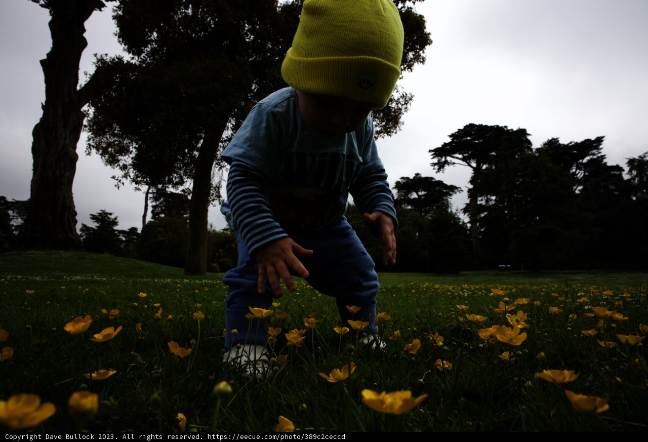 Springtime Joy in San Francisco Botanical Garden