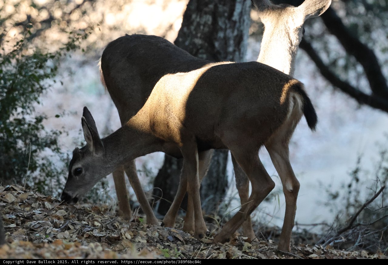 Morning Graze in Carmel Valley
