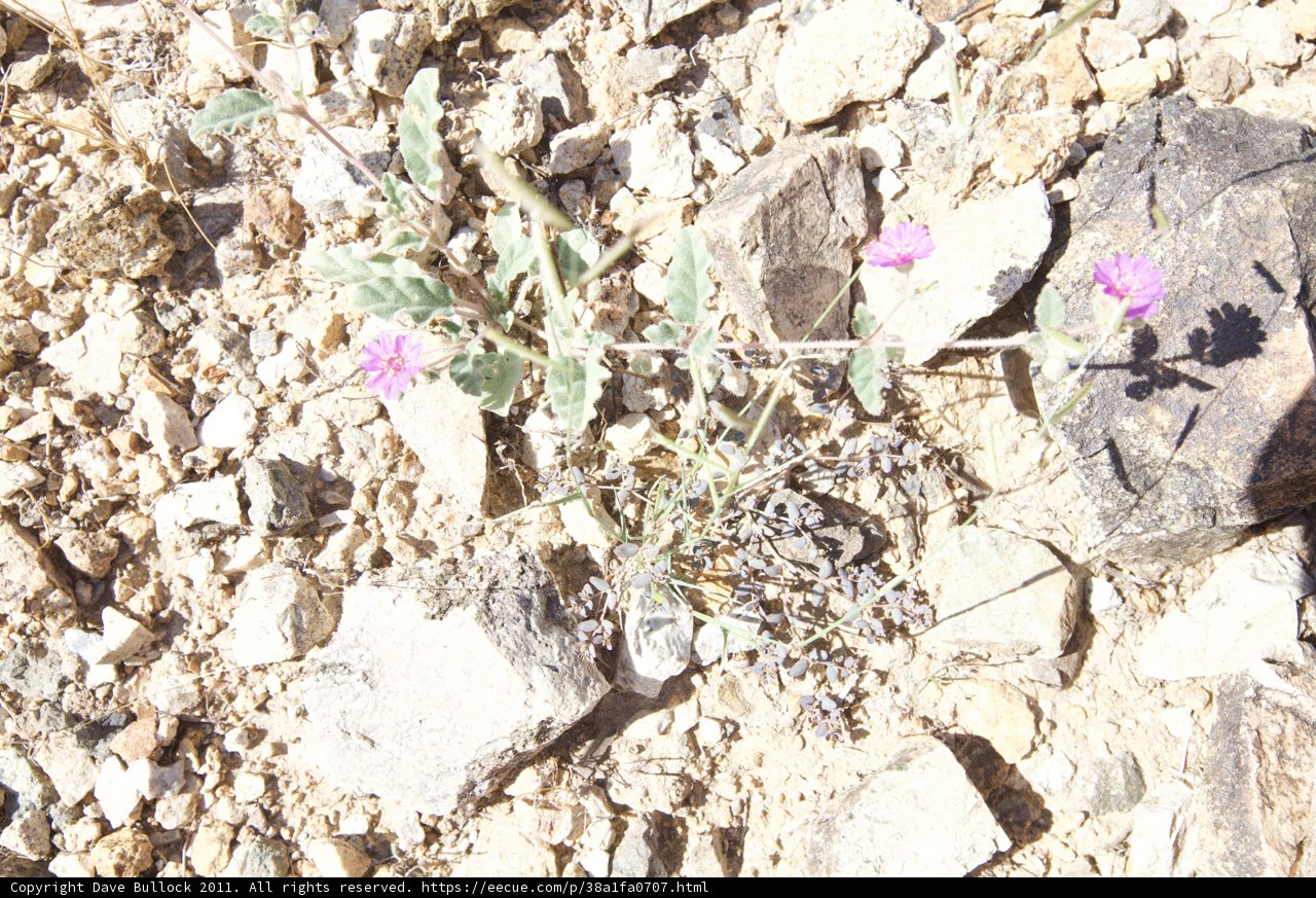 Rock-side Bloom