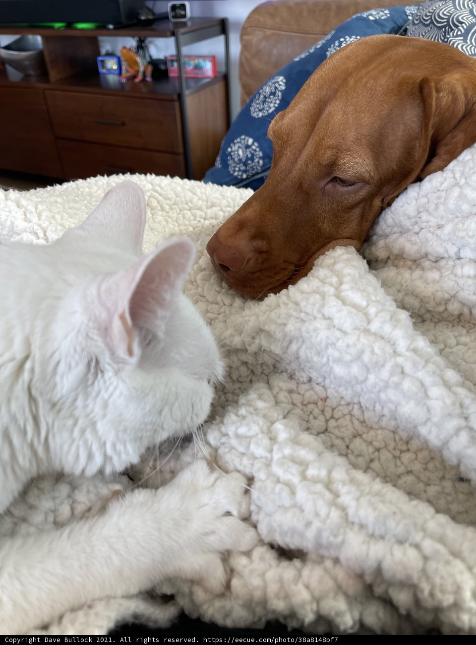 Cozy Companions on the Blanket