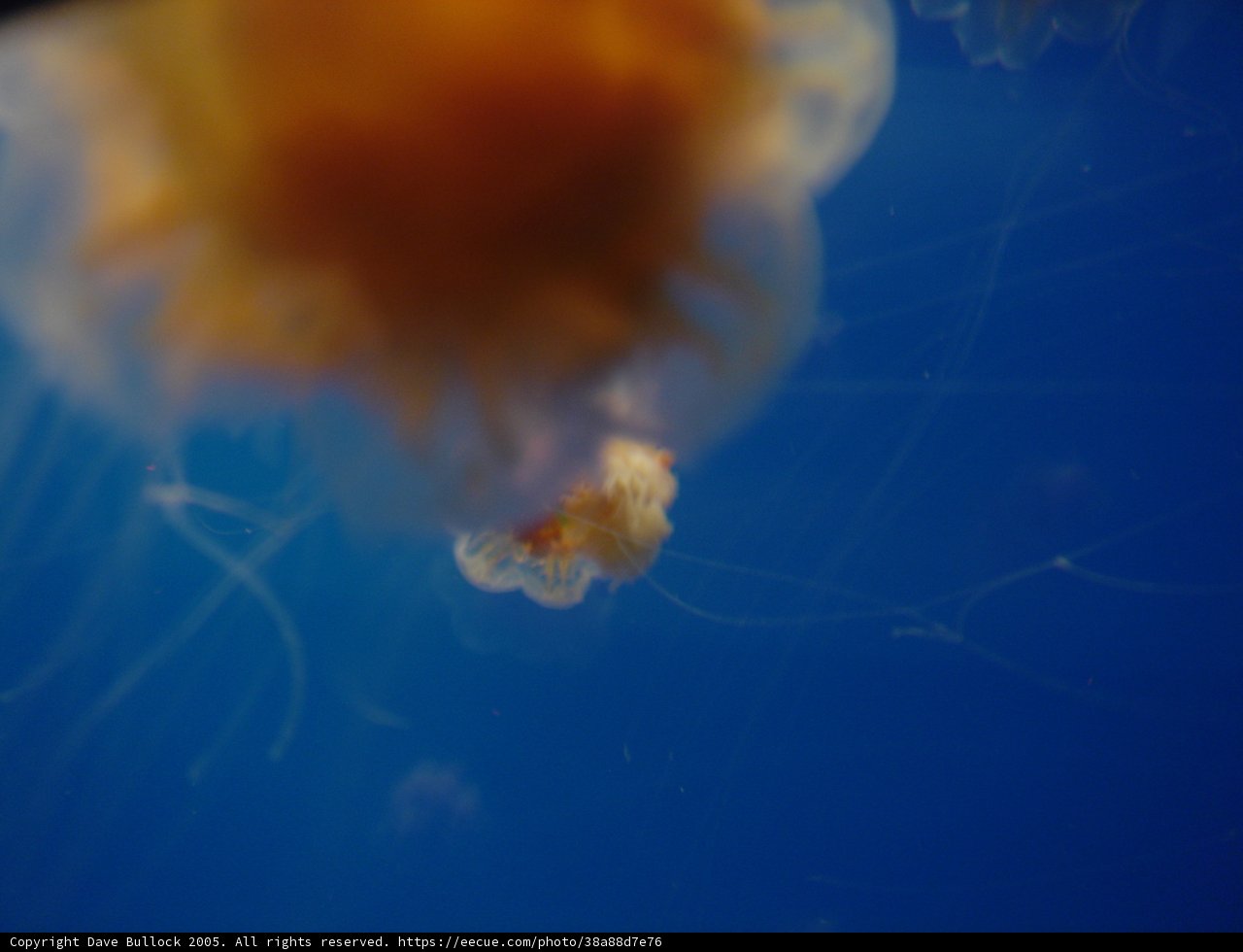 Otherworldly Creature