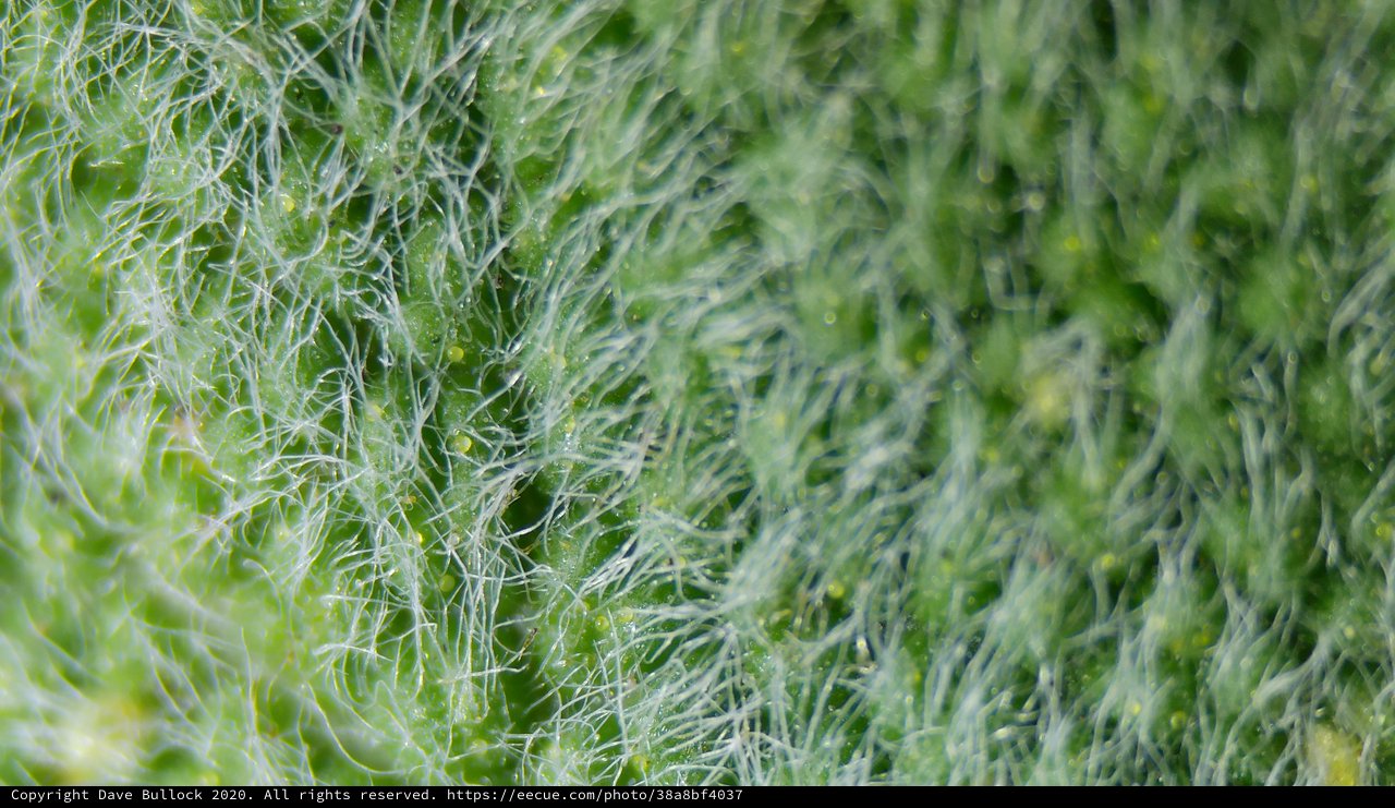 Ethereal Green Filaments Under Macro Lens