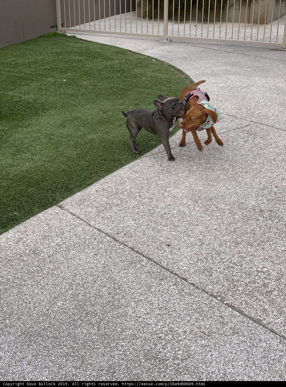 Backyard Buddies