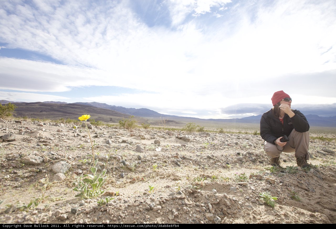 Solitary Bloom in the Vast Desert Wilderness