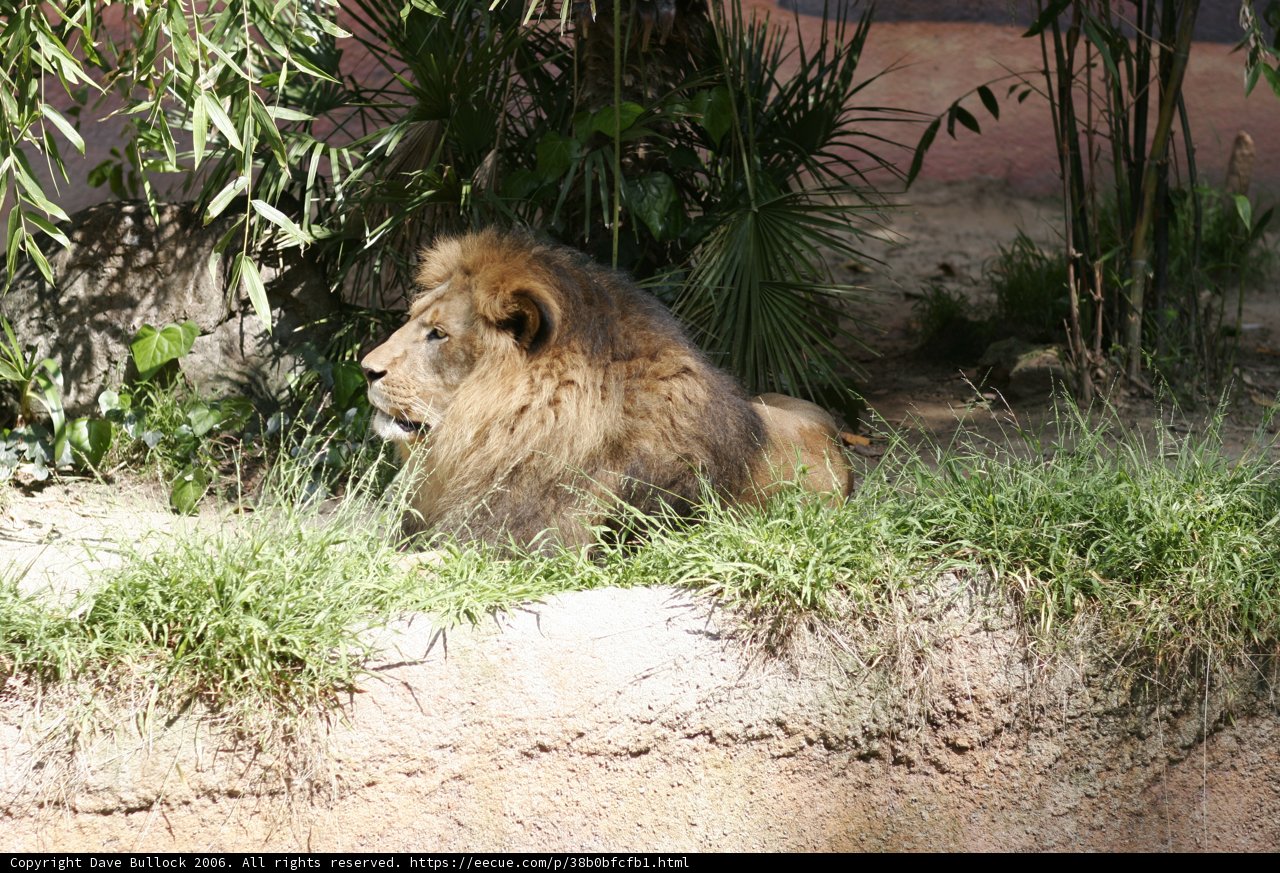 The Regal King