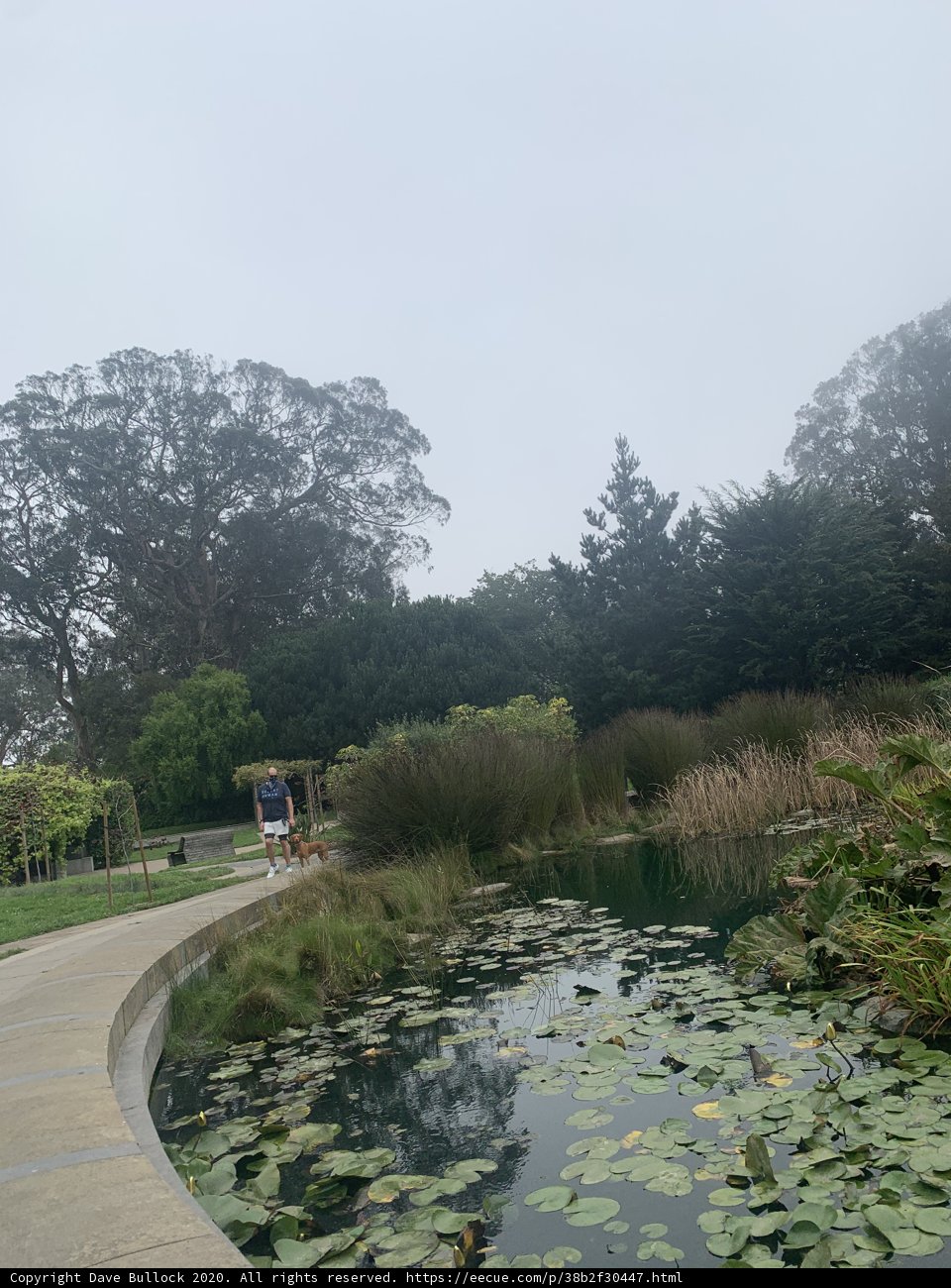 Serene Pond at de Young Museum