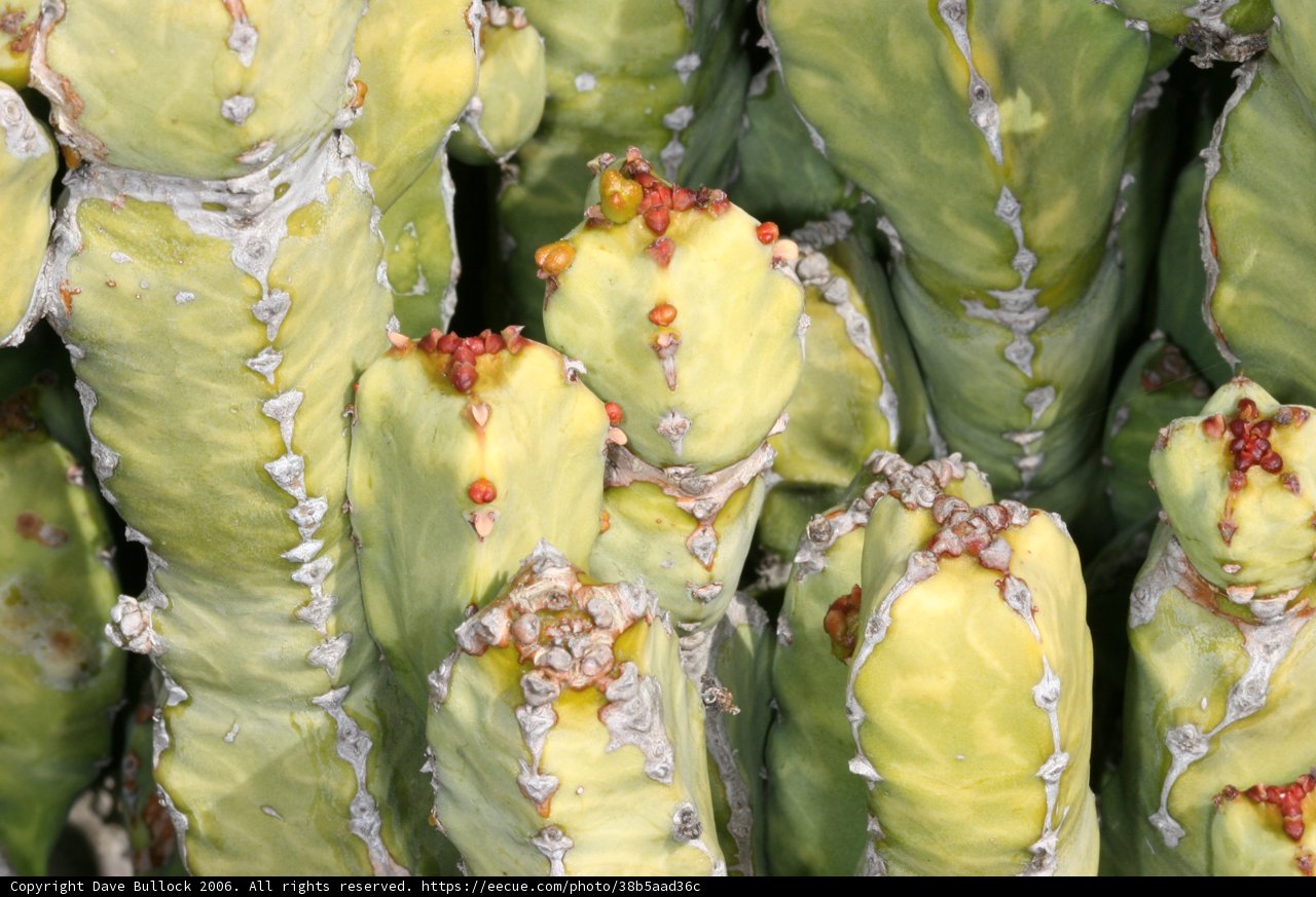 Vibrant Cactus Leaves