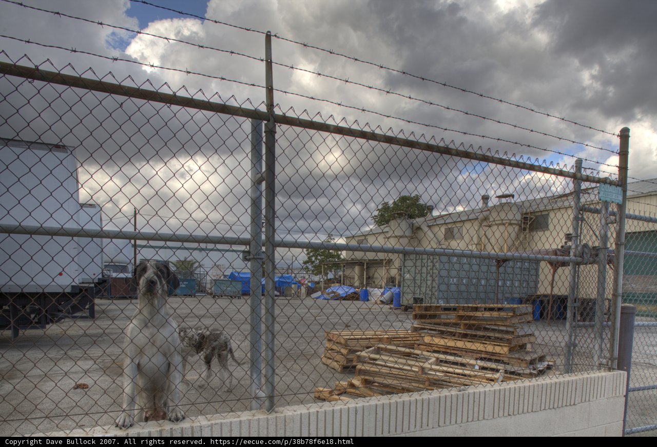 Yard Dog