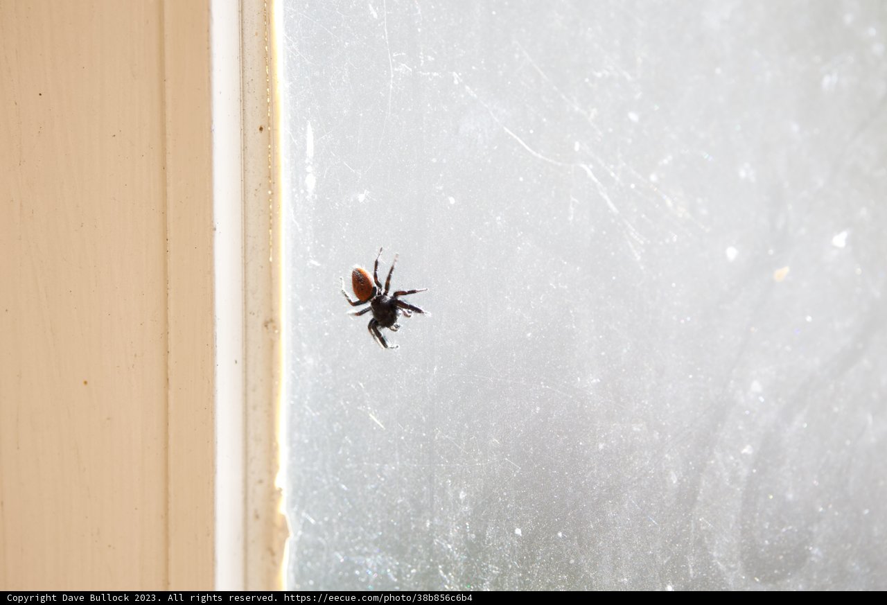Spider Sentry at Sunrise