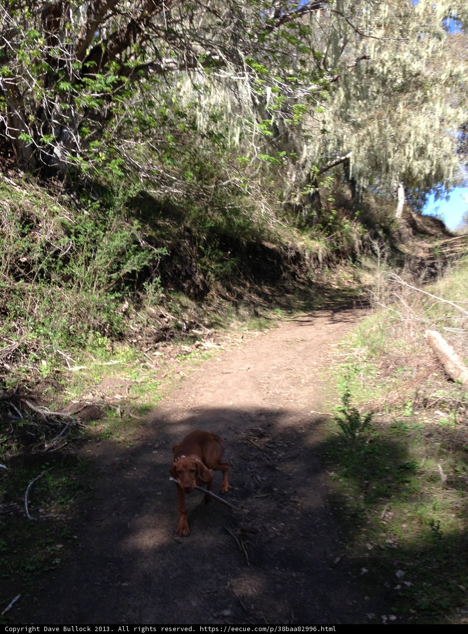 Nature's Walk: A Vizsla Strolls Down a Dirt Path