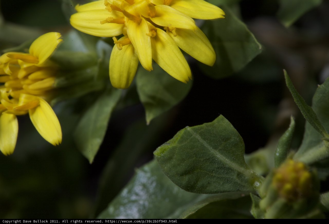 Sunny Blooms