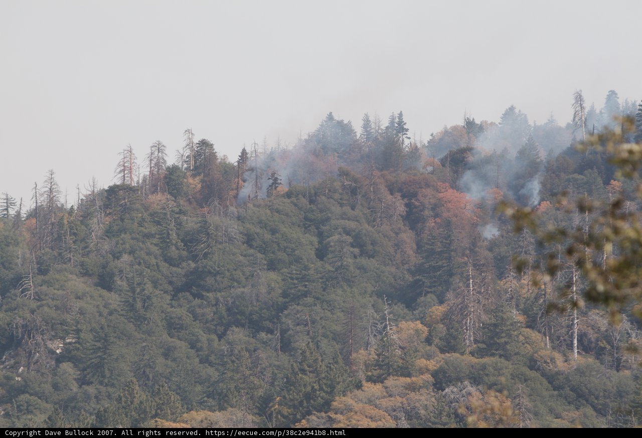 Blazing Inferno in the Mountain Forest