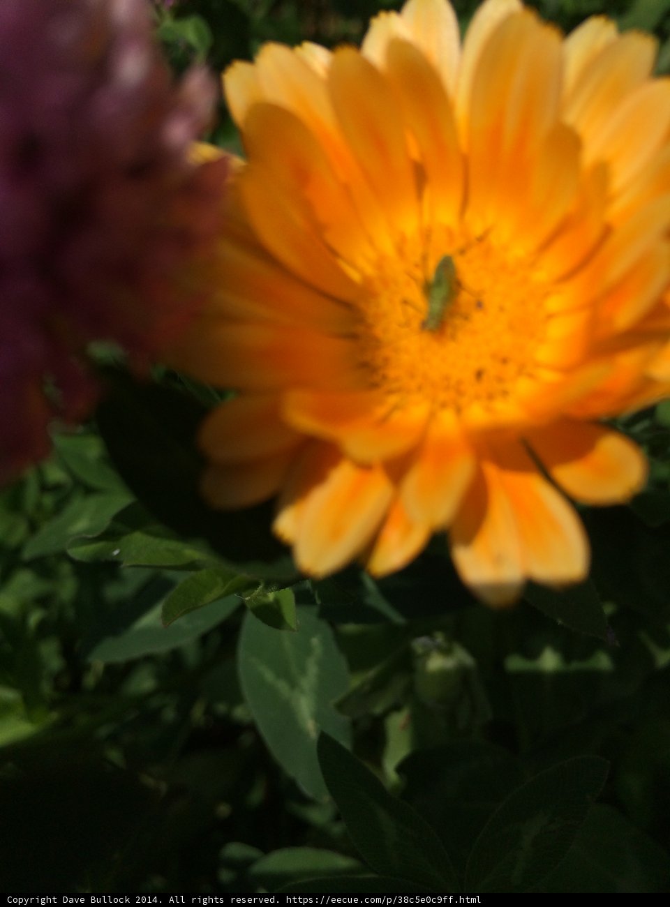 Daisy Delight