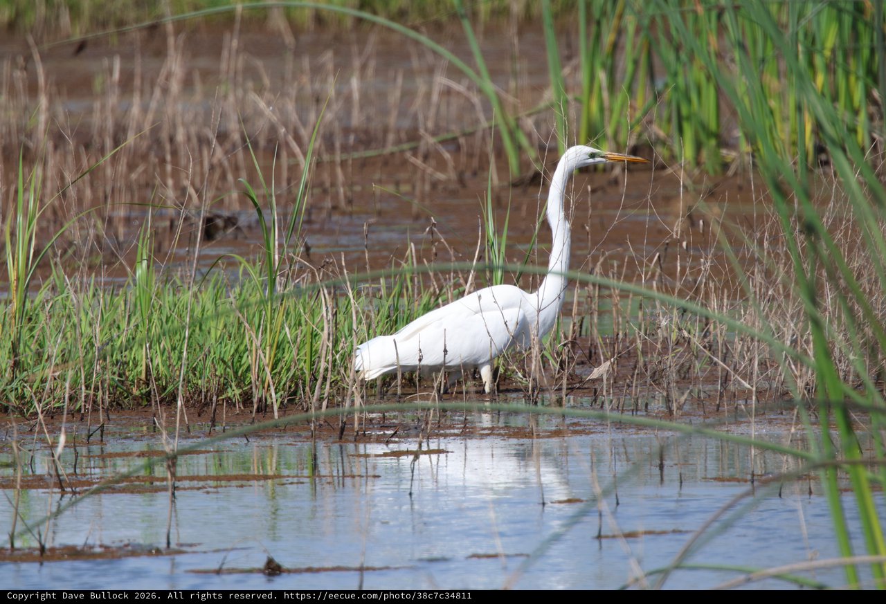 Great Egret Foraging in Yolo Bypass Wetlands